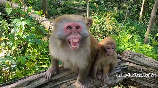 老虎直播真完美