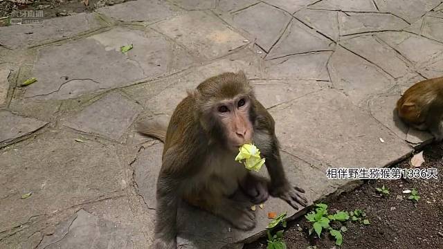 莽仔也有脾气哦