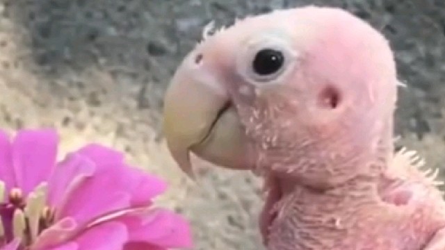 真·天使！因患病而不长羽毛的小鹦鹉在遇到新妈妈之后走上了励志的网红之路！  