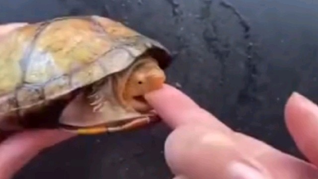 被乌龟咬了怎么办？