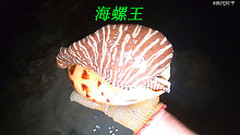 阿平赶海抓获一条躲坑里的八爪鱼，还遇到了一个金蛋螺王
