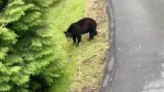 我的车差点被熊偷走