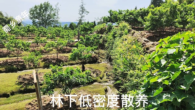 黑风乌鸡散养土鸡绿壳鸡蛋