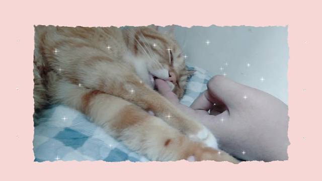 睡的跟憨憨一样的猫怎么样