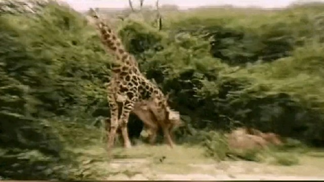 这就是传说中的十二鹿弹腿？