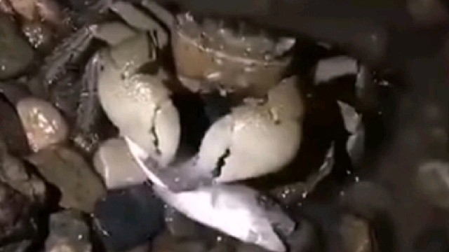 这螃蟹吃鱼的样子跟那个啥有点像