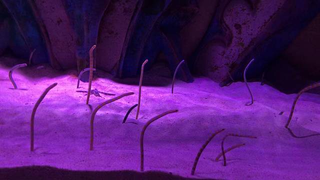 看似一群都是孤独摇摆