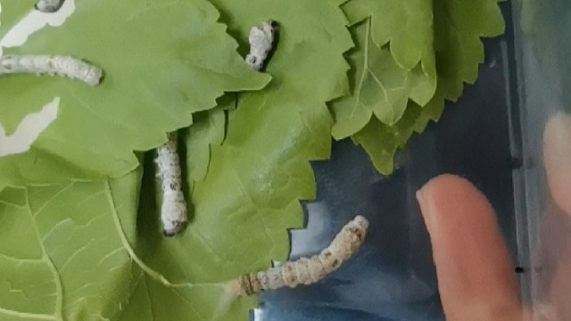 有没有见过蚕是怎么脱皮的，来看看