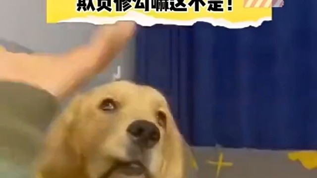 皮皮虾的兄弟们，欢迎看搞笑视频