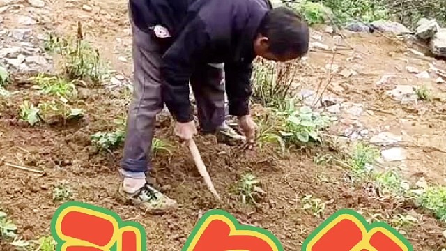 补包谷时，发现包谷被人家牛吃了