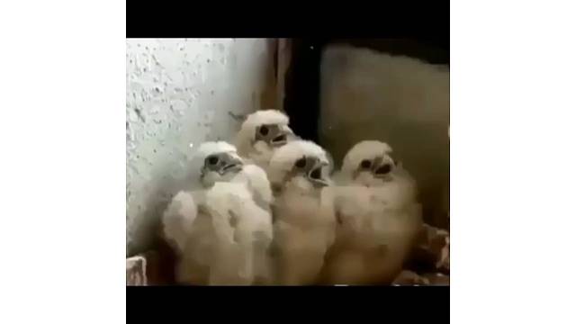 初次被人类喂养的大鸟