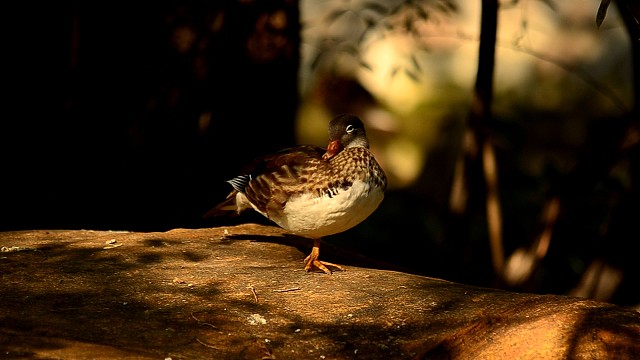 高画质大光圈的鸳鸯！