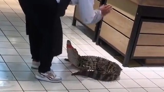 大妈给了这鳄鱼一个大比兜