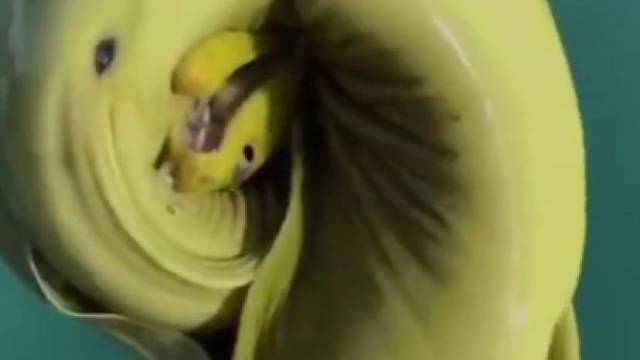 深海捞起的海底怪物，有没有大神认识？