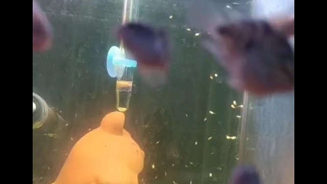 迷你鹦鹉鱼日常