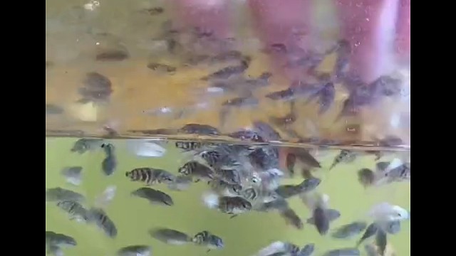 迷你鹦鹉日常盘盘