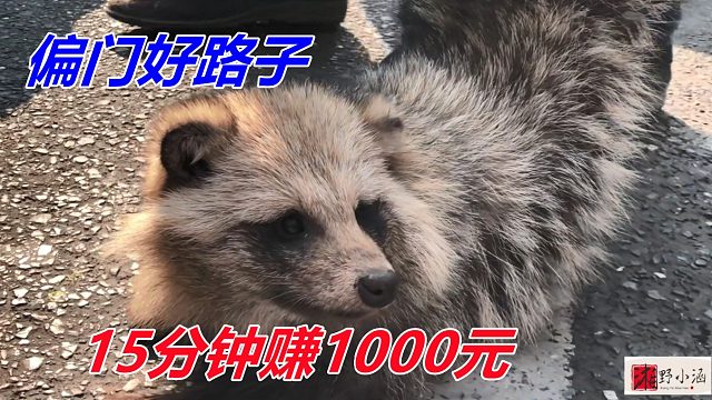 一只卖1000元，15分钟可卖出，下半年做偏门的好路子，特别吸人流