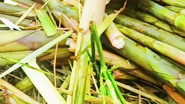 一起吗？打竹笋的那种快乐！