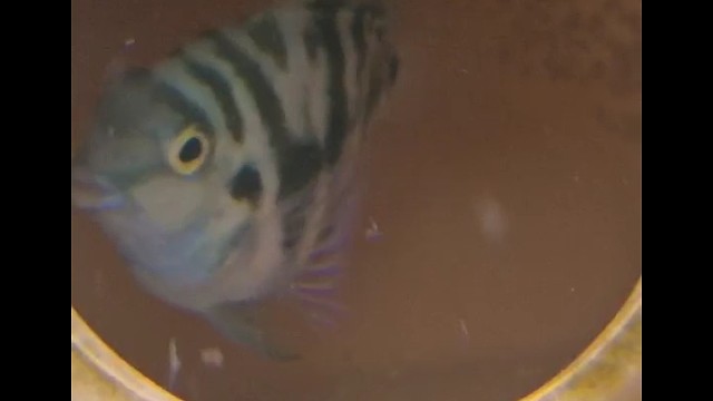 你这啥时候生的的