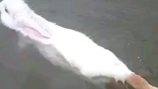 会游泳的兔子，技能又多一样
