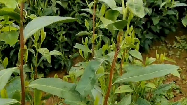 老家老屋新绿茶