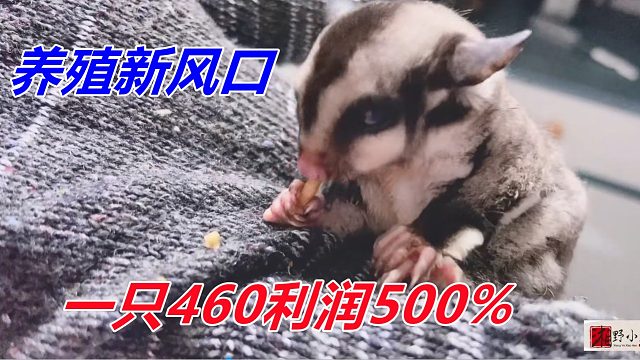 460元一只不到3两，好养活利润高，不愁销路，又一个养殖新风口！