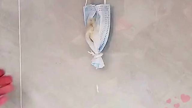 废弃口罩还有这些妙用