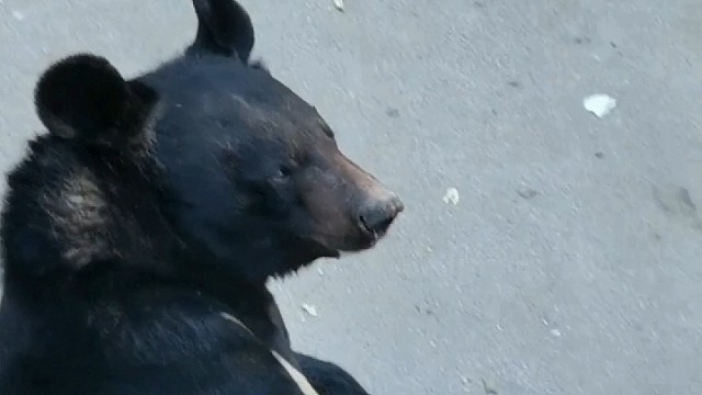 一屁股能把人坐死的胖子不也很可爱么