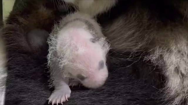 中新友谊的证明。你绝对想不到的，在新加坡出生的小bb