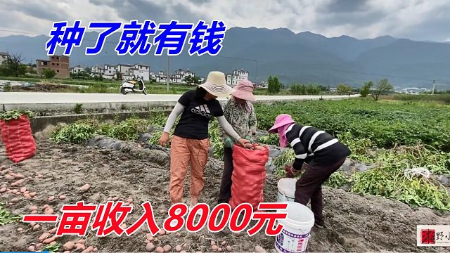 一亩收入8000元，种了就有钱，很多地方没有，引进可赚一笔大钱！