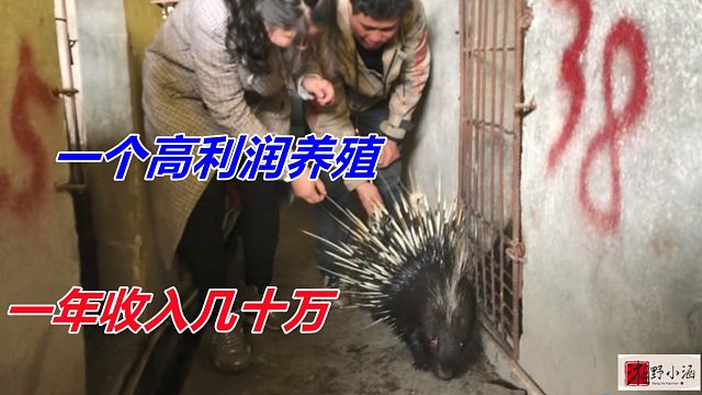 3500元一只，喂半年就可卖，养几十头收入几十万，好养生病少！