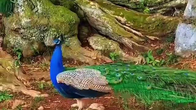 孔雀开屏是炫耀自己的美丽