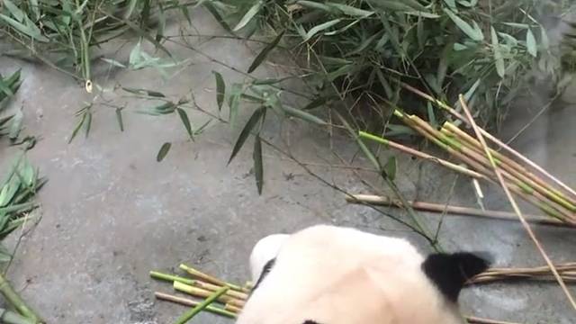 熊猫吃得香