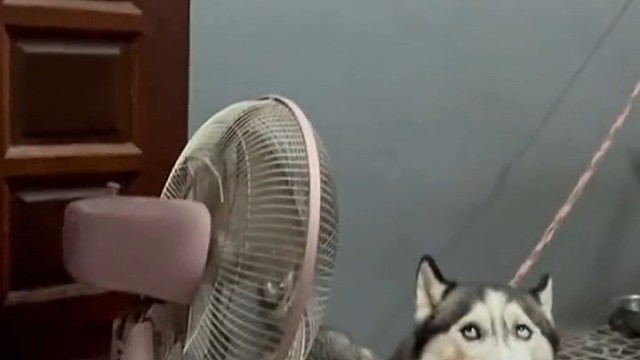 二哈：这大笔兜不落下来晚上都睡不安稳