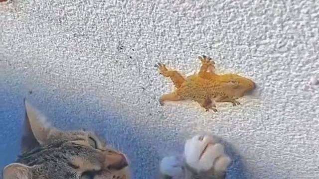 猫咪的迷惑行为