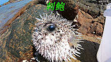 阿平赶海抓获一条昂贵的刺鲍鱼，它遇险时身上的刺就会防御起来