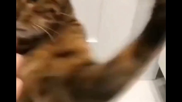 生气中的喵星人不好惹哈哈哈哈哈嗝