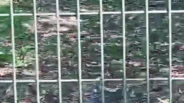 新加坡四大神兽之一。点点赞吧。兄弟们