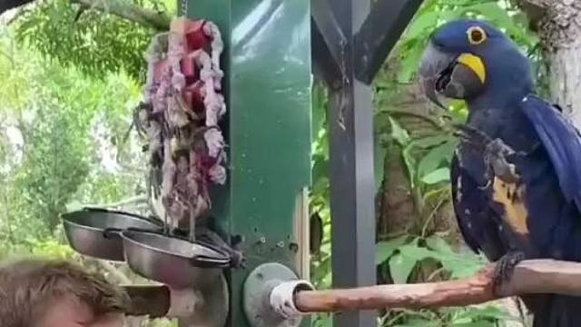 鹦鹉这么聪明吗