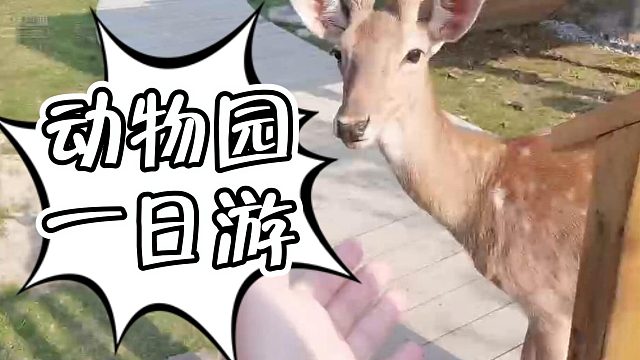 【咩咩】无奖竞猜——小浣熊or小熊猫
