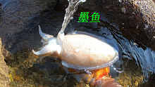 退潮后水坑都显露了出来，阿平赶海抓到了墨鱼还有红花蟹和鲍鱼