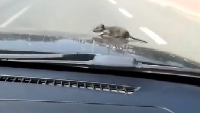 车上无意间拍到，这一幕让我开眼了，这老鼠成精了吧？