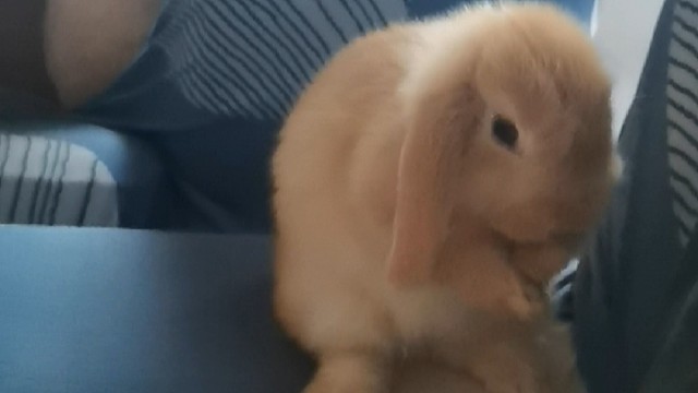 钱钱小朋友在线洗澡