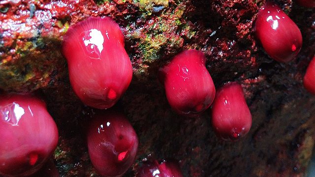 大海退潮后，发现一窝晶莹剔透红宝石，还有大片辣螺和马蹄螺