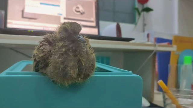 养鸟的王者主播，不养鱼