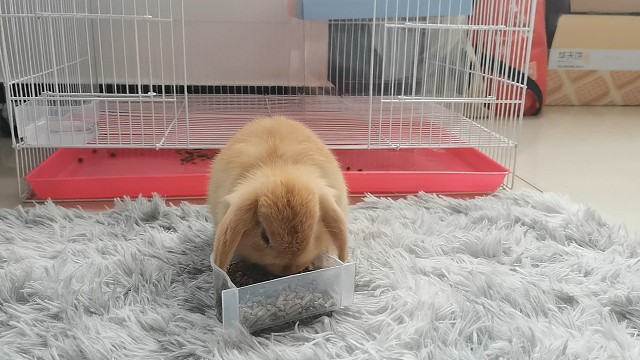 谁家的小兔子这么能吃