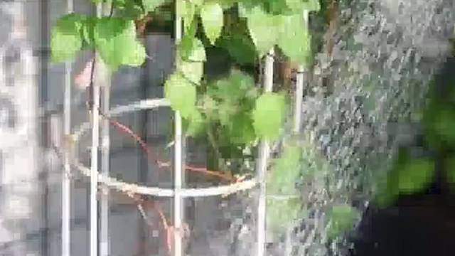 养花最怕招虫子,教你五招全灭掉! 