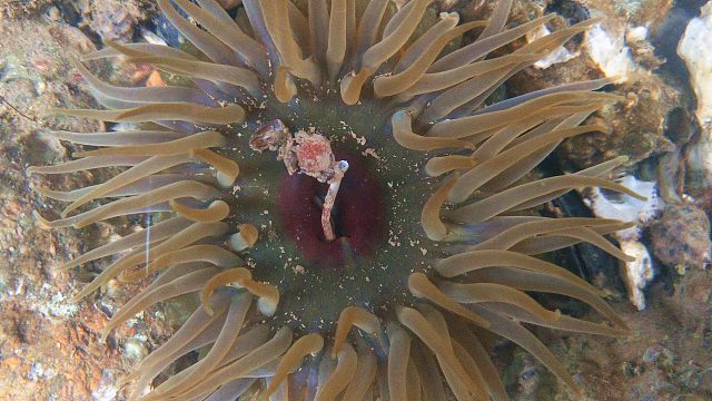 退大潮赶海，一朵奇特海葵现场开花，一堆海螺一扫一大把