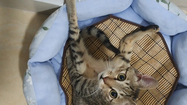 你瞅啥