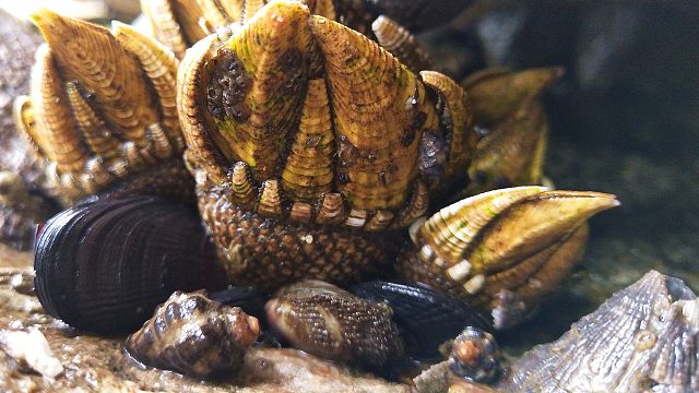 悬崖峭壁赶海，抓300元一斤佛手螺，人称"地狱海鲜"是什